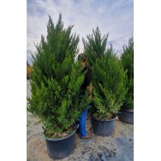 Можжевельник китайский...