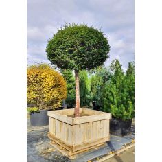 Тисс ягодный Куля (Taxus...