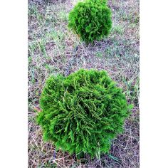 Туя Западная "Danica"...