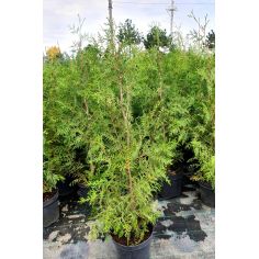 Туя Западная "Brabant"...