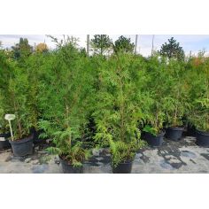 Туя Западная "Brabant"... 2