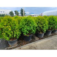 Туя Западная "Golden Globe"...