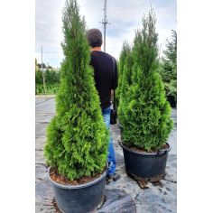 Туя Западная "Smaragd "... 2
