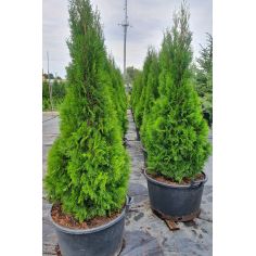 Туя Западная "Smaragd "...