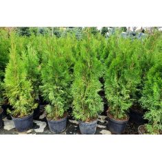 Туя западная "Smaragd"... 2