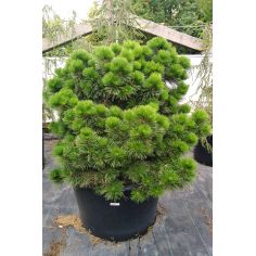 Сосна чёрная...