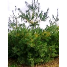 Сосна веймутова (Pinus...