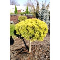 Сосна горная "Wintergold"... 2