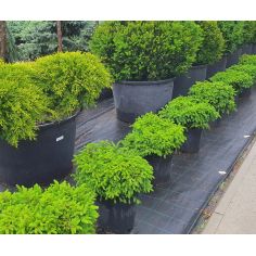 Ель европейская...