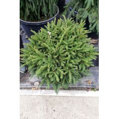 Ель Европейская...