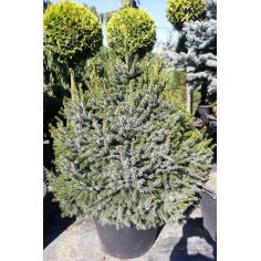 Ель сербская "Nana" (Picea...