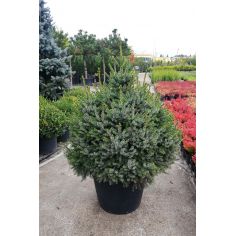 Ель сербская "Nana" (Picea... 2