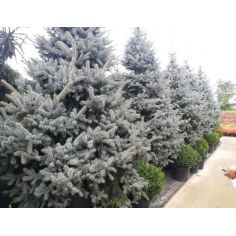 Ель 'Хупси' / Ялина колюча...