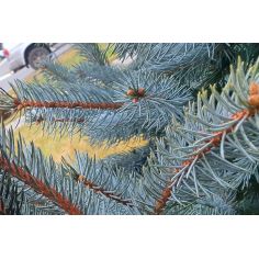 Ель 'Хупси' / Ялина колюча... 2