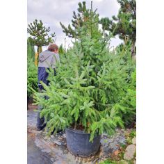 Ель Omorika (Picea... 2