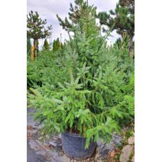 Ель Omorika (Picea...