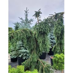 Ель сербская "Pendula"...