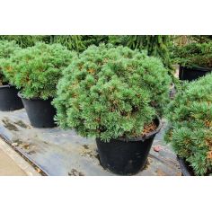 Сосна обыкновенная... 2