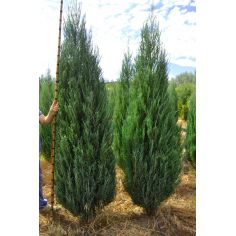 Можжевельник скальный "Blue...