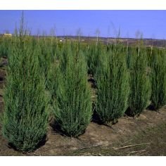 Можжевельник скальный "Blue... 2