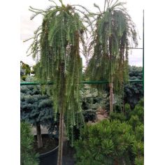 Лиственница японская "Stiff...