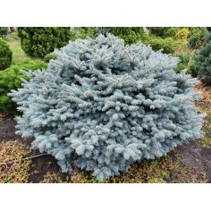 Ель колючая Глаука Глобоза... 2