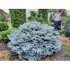 Ель колючая Глаука Глобоза...