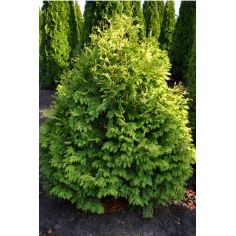 Туя западная Вареана...