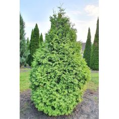 Туя западная Вареана...