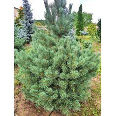 Сосна обыкновенная Ватерери... 2