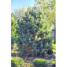 Сосна обыкновенная Ватерери... 2