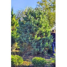 Сосна обыкновенная Ватерери...