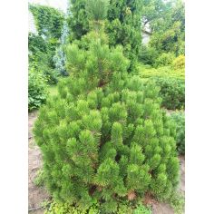 Сосна горная "Винтер Голд"...