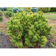 Сосна горная "Winter Gold"...