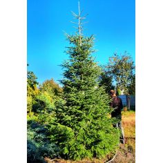 Пихта Бальзамическая (Abies...