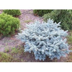 Ель колючая Глаука Глобоза...