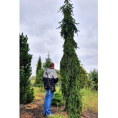 Ель обыкновенная Инверса...