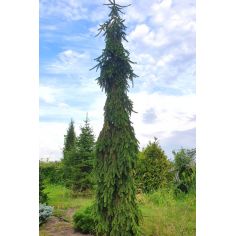 Ель обыкновенная Инверса... 2