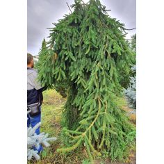 Ель обыкновенная Инверса на...