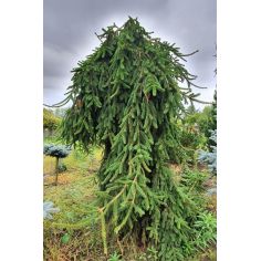 Ель обыкновенная Инверса на... 2