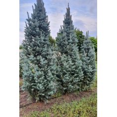 Ель Колючая "Iseli...