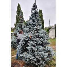 Ель 'Хупси' / Ялина колюча...