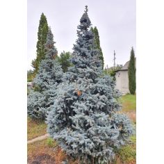 Ель 'Хупси' / Ялина колюча... 2