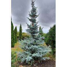 Ель 'Хупси' / Ялина колюча...