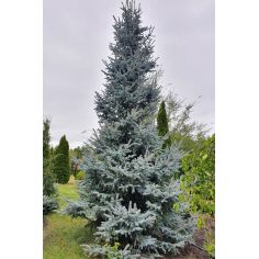 Ель 'Хупси' / Ялина колюча... 2