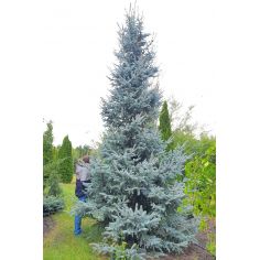 Ель 'Хупси' / Ялина колюча...