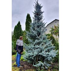 Ель 'Хупси' / Ялина колюча...