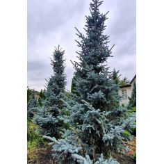 Ель колючая "Хупси" (picea...