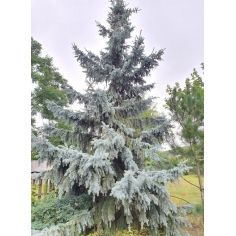 Ель Хупси пендула(picea... 2