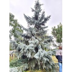 Ель Хупси пендула(picea...